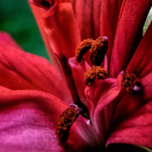 Florals Eric Goins