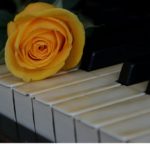 A yellow rose on top of piano keys