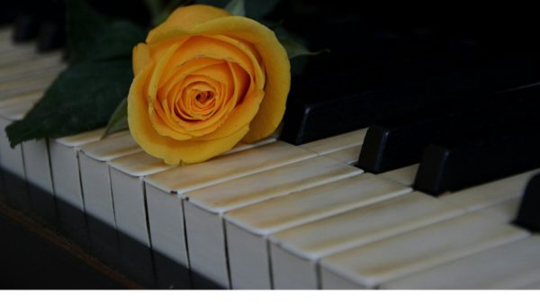 A yellow rose on top of piano keys