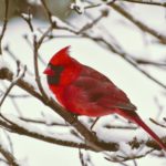 Red cardinal on a snow covered branch.