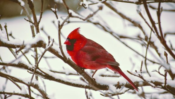 Red cardinal on a snow covered branch.