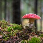 A red capped mushroom on a mossy hill in the forest