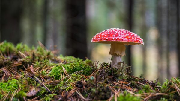 A red capped mushroom on a mossy hill in the forest