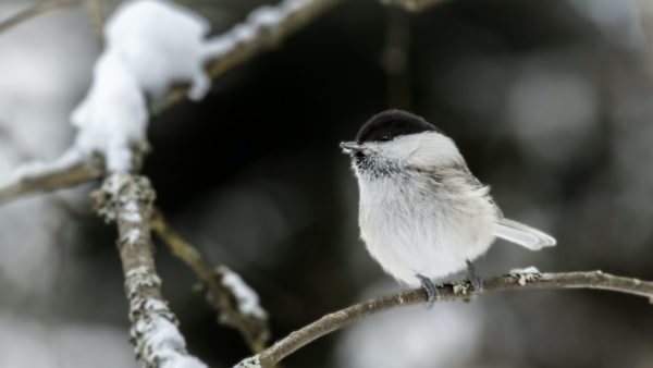 Black-capped chickadee on a snowy branch