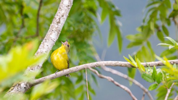 Yellow warbler sings in a tree