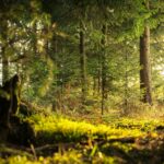 Sunlight shine through trees in the forest