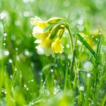 A sprig of flowers pops up in a sea of dewy green grass.