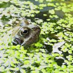 a frog pokes his head out of the water, surrounded by floating plants