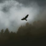 The silhouette of a hawk flies over a misty forest and sky