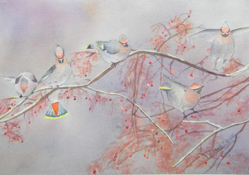 Cedar Waxwings - O'Reilly