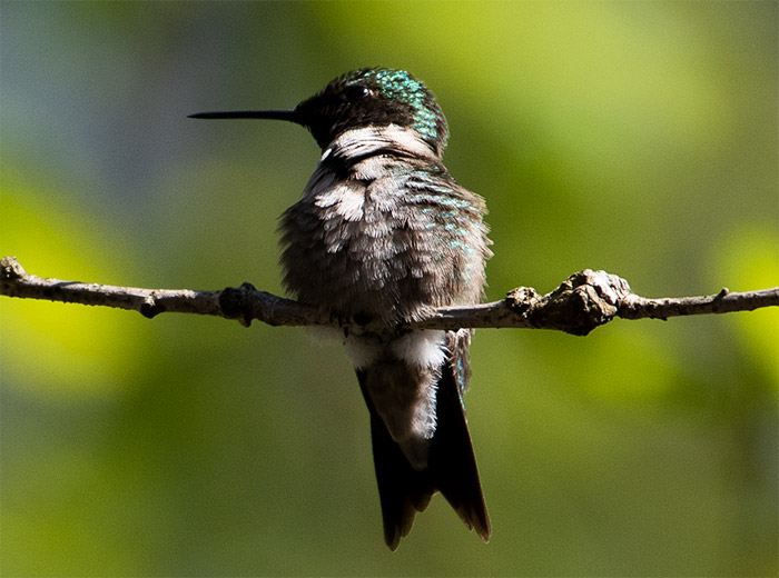 JDL-hummingbird