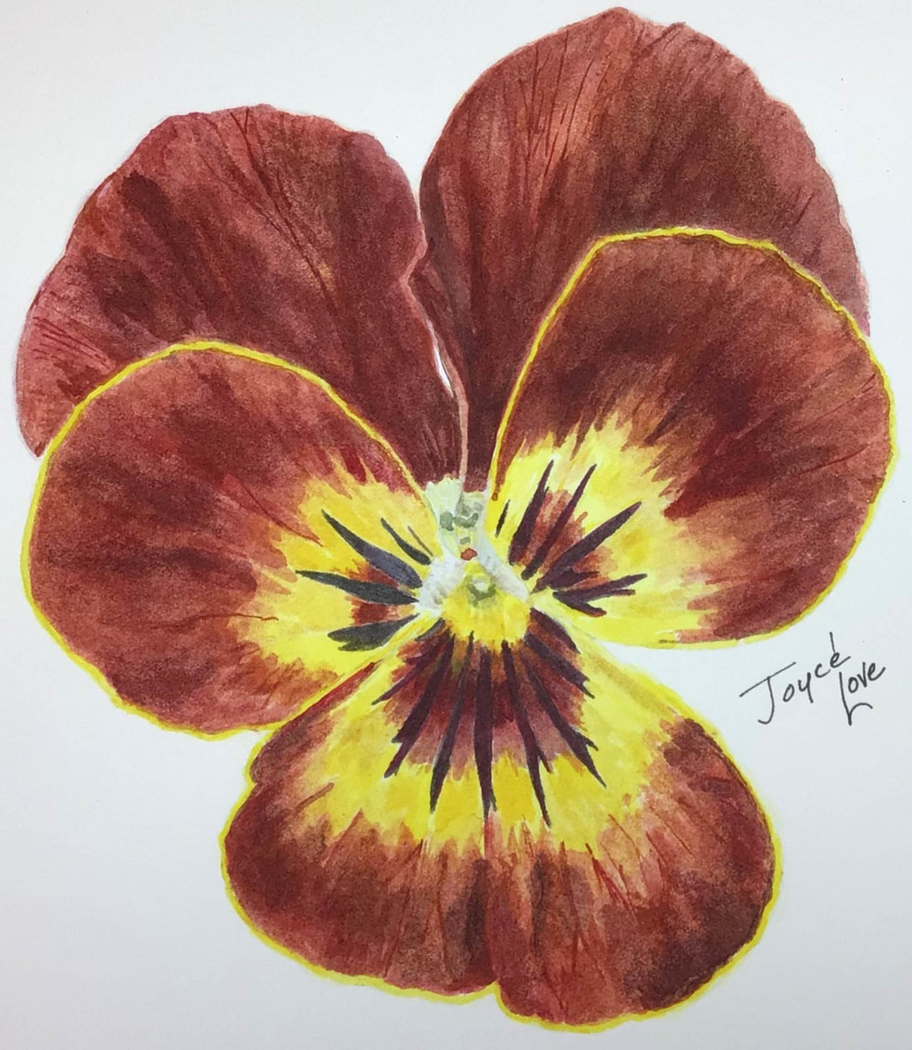 Pocono Pansy - Joyce Love