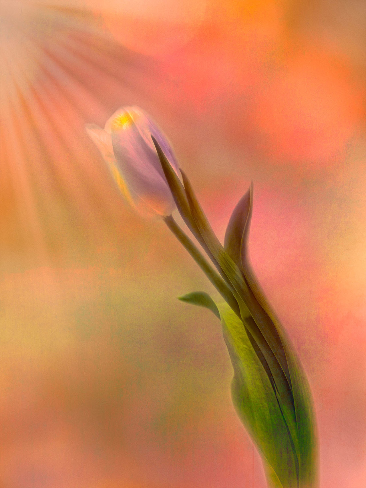 Magical Light - Laurinda Faye