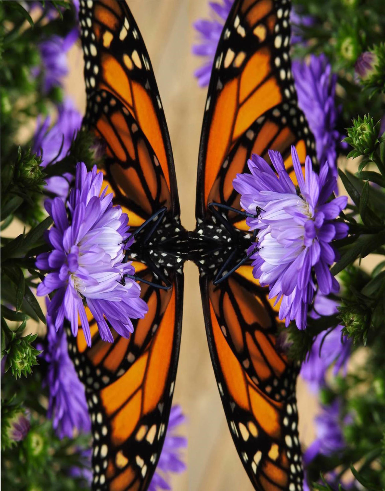 Mirrored Monarch - Nancy Tully