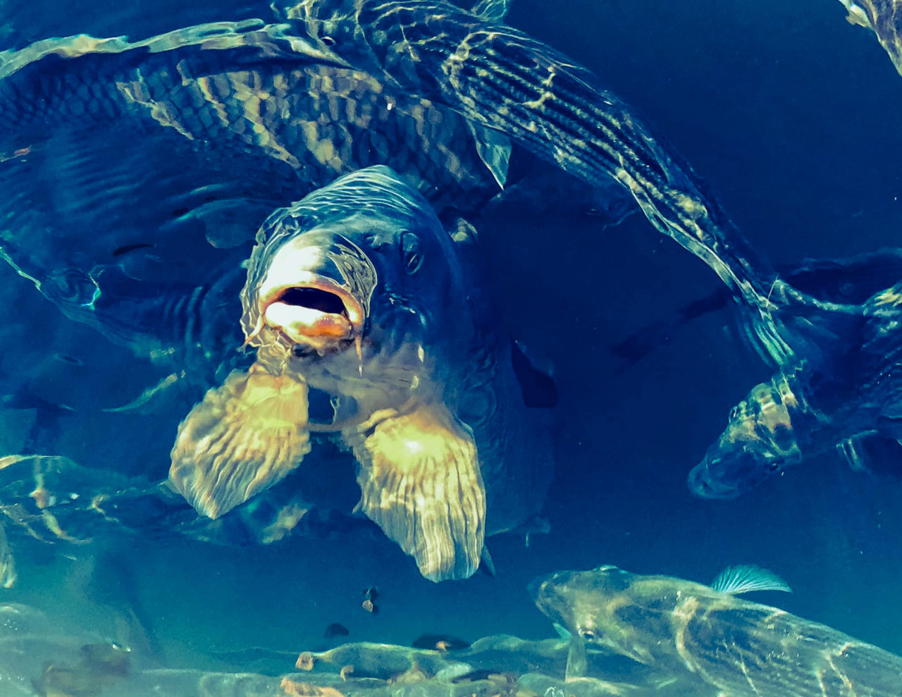 Please Keep My Home Safe as Fish are Shouting: Clean Water - Rena Hottinger