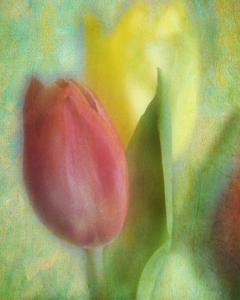 Tulips - Samet