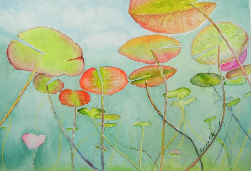 Water Lilies - O'Reilly